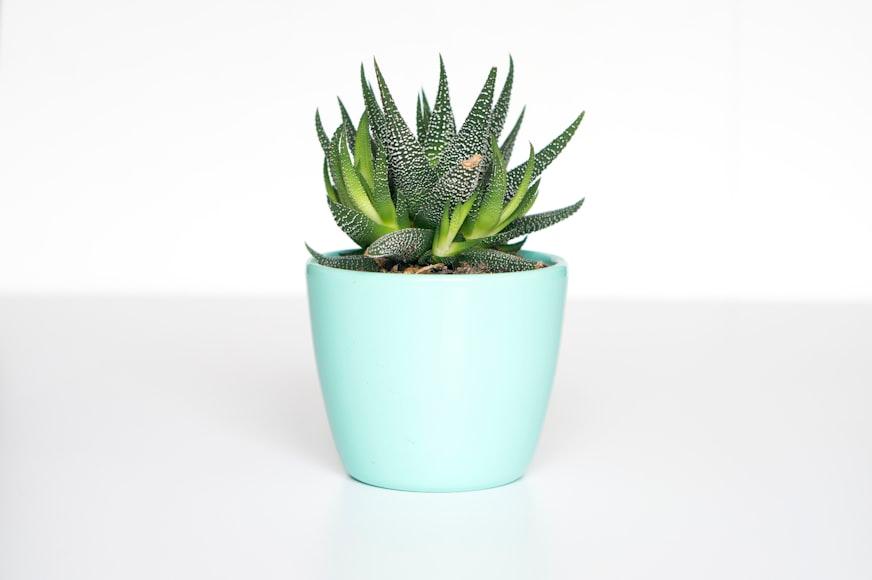 Decorative Succulent in Minimalist Planter